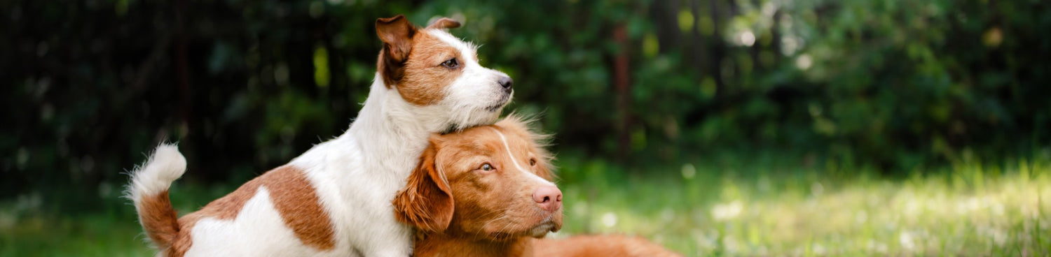 Gamme ami à 4 patte imperya