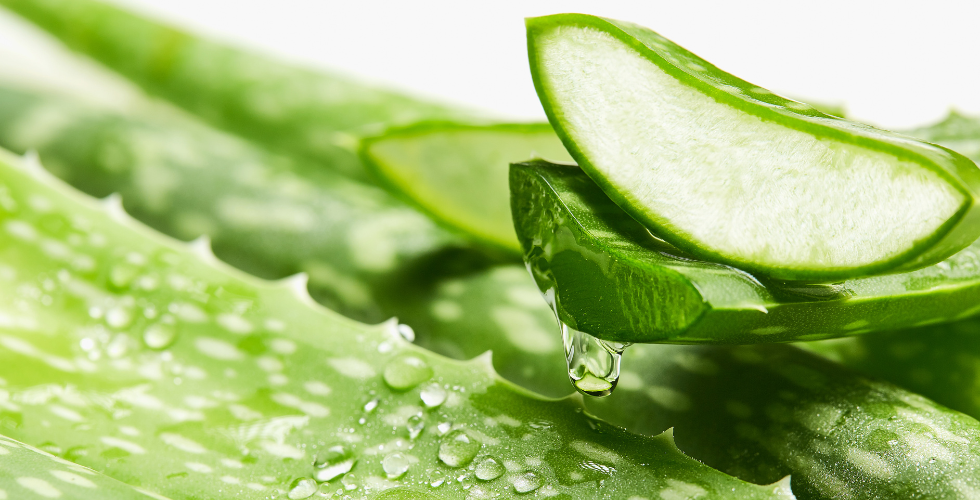 Gamme compléments alimentaires à l'Aloe Vera Imperya : équilibre, énergie et bien-être naturel

L'Aloe Vera, un allié santé incontournable

La gamme compléments alimentaires 